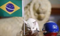 Feline fortune-teller backs Brazil to beat Costa Rica