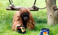 EURO: Oracle orangutan backs Germany to win opener
