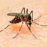 The Zika virus is mosquito borne