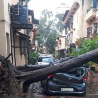A car lies damaged in tree fall caused by cyclone Nisarga. Photograph: @satyaprad1/NDRF