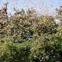 Swarms of locust in Jaipur