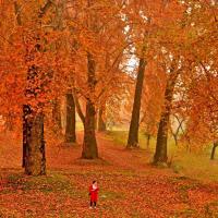 The last of autumn's gorgeous colours in Srinagar