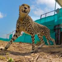 One of the 6 cheetahs that arrived from Namibia