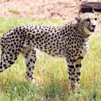 One of the cheetahs brought from Namibia