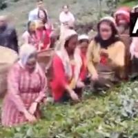 CM Mamata Banerjee (left) plucks tea leaves in a Bengal's plantation/ANI on X