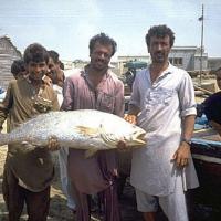 A suva fish caught by Pakistani fishermen. File pic