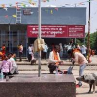 Pigs roam outside the hospital. Pic: Reuters