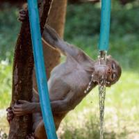A monkey quenches its thirst in Gurugram