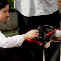 Ratan Tata's pet dog, Goa at NCPA to pay last respect to the industrialist/Francis Mascarenhas/Reuters