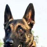 Phantom, the army dog