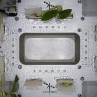 Cowpea seedlings sprout first leaves in space/Courtesy ISRO on X