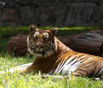 PHOTOS: The spectacular wildlife at Mysore zoo