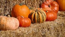 Pumpkin Pumpkin, Go Go: 7 Reasons