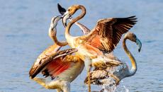 A Heart Surgeon's Stunning Wildlife Photographs