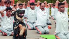 This Dog Does Yoga!!!