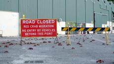 Millions Of Red Crabs Shut Down Roads