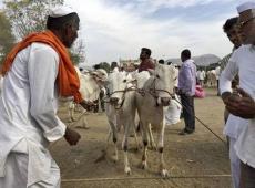 Rajasthan Animal...