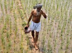 Haryana Farmers...