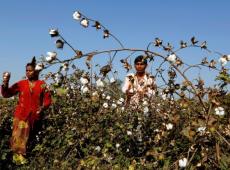 India's Cotton...