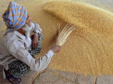 India Wheat...