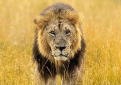 Meet the majestic lions of Maasai Mara 