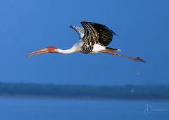 Must See: Fascinating pics of flamingos
