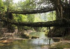 Meghalaya's Awesome Living Root Bridges