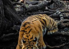 SHOCKING! 4 Tiger Deaths A Week In 2023
