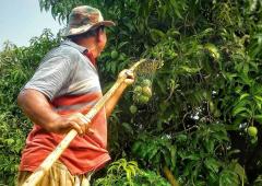 Summer Pics: Time To Pluck Mangoes!
