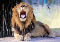 Ever Seen A Lion Yawn?