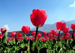 When Tulips Woo The Himalayas!