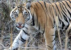When You Get Plenty Of Tiger Sightings...