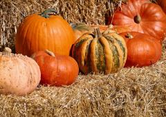 Pumpkin Pumpkin, Go Go: 7 Reasons