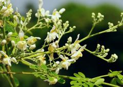 How Moringa Sanitary Pads Can Help Women