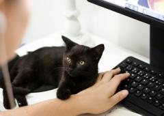 Is It Okay To Bring A Cat To Work?