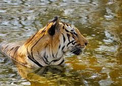 Elusive Majesty: The Glorious Tiger