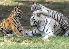 A Tigress And Her Tiny Titans