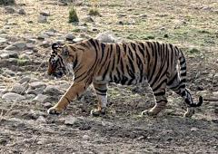 I Spotted A Tiger!