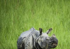 World Wildlife Day: 8 Rare Animals Only Seen In India