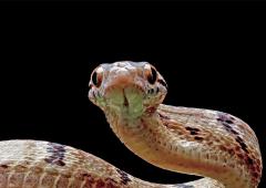 8 Snake-Free Countries