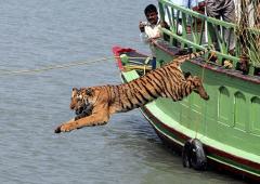 'Tiger populations have boomed'