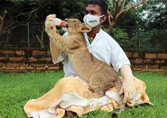 Aww! A lion cub and his human daddy