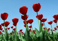 Kashmir's Tulips Celebrate 25 Years!