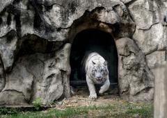Meet Delhi's White Tiger Family