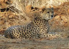 'Project Cheetah is a failure'