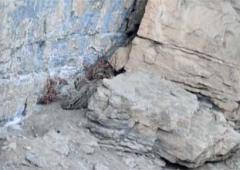 Can You Spot The Rare Snow Leopard?