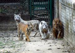 Meet Patna's Four Tiger Cubs