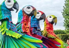 What Are These Giant Parrots Doing?