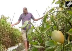 The Millionaire Tomato Farmer