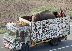 The Elephant Who's A TV & SM Star